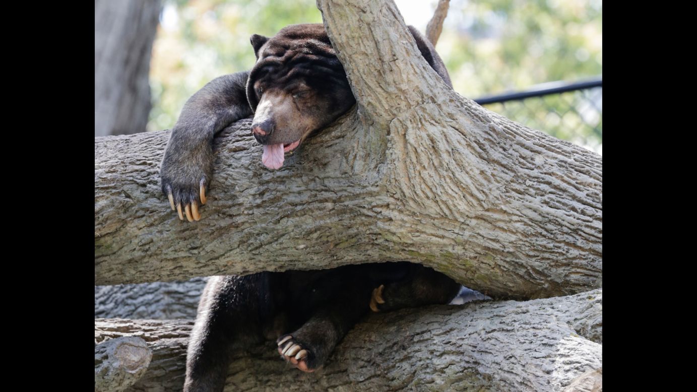 A sun bear sleeps in a tree at the Henry Doorly Zoo in Omaha, Nebraska, on Tuesday, July 11.