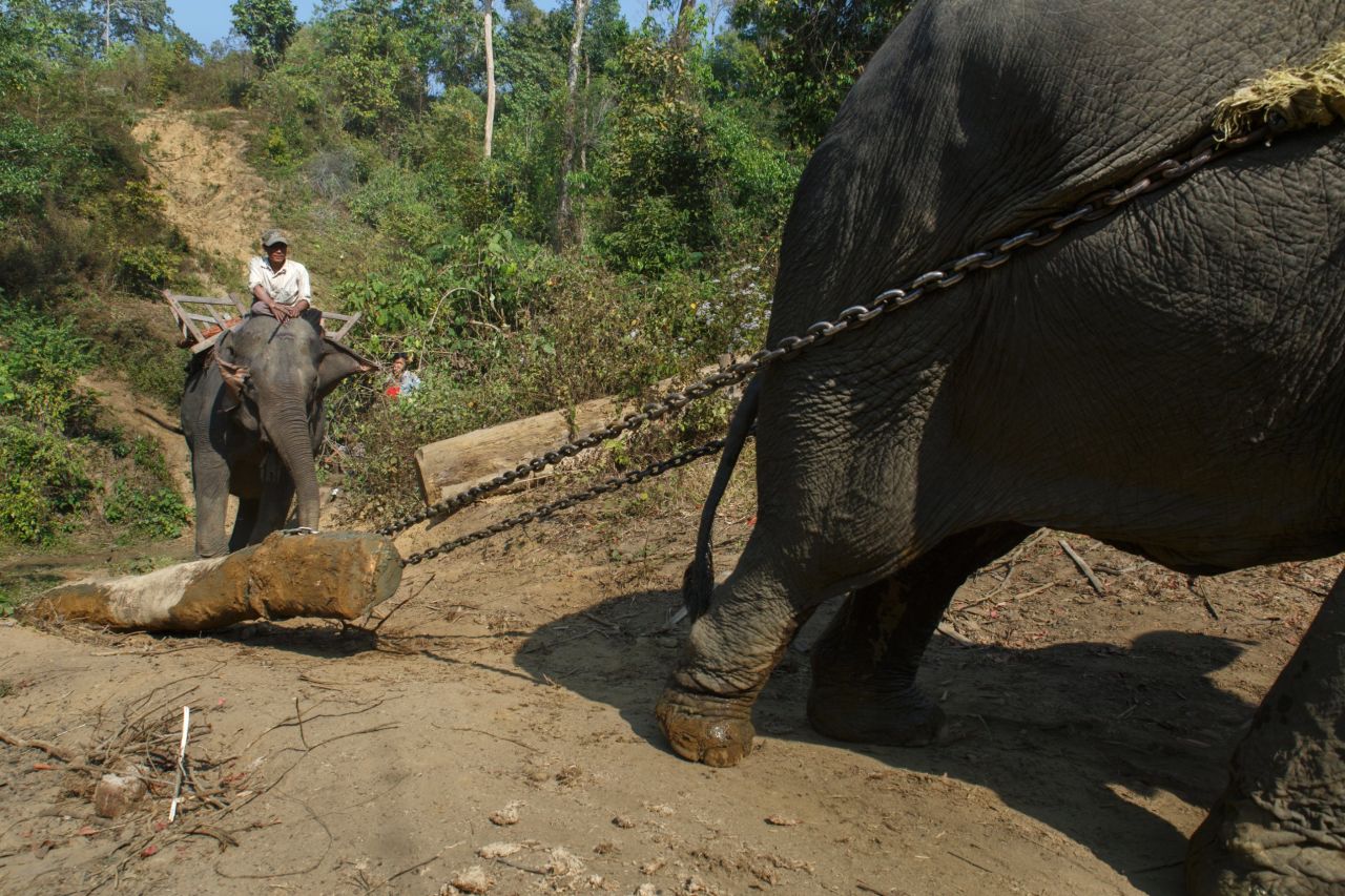 An elephant pulls a heavy log down a hill in an elephant logging camp in Myanmar.