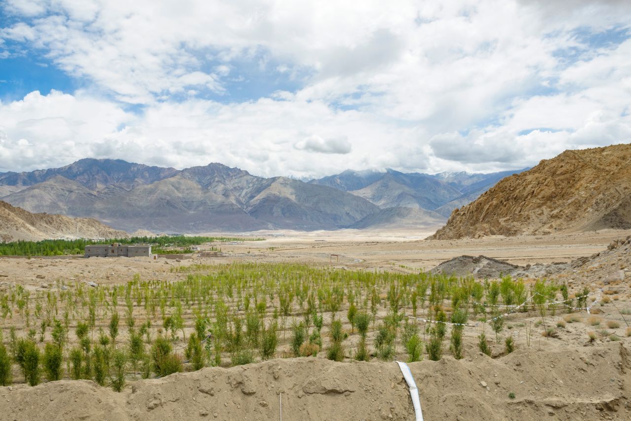 A tree plantation receiving water from ice stupas. The trees are grown for timber, but they also add to the richness of nature of the valley.