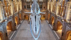 Blue whale natural history museum London