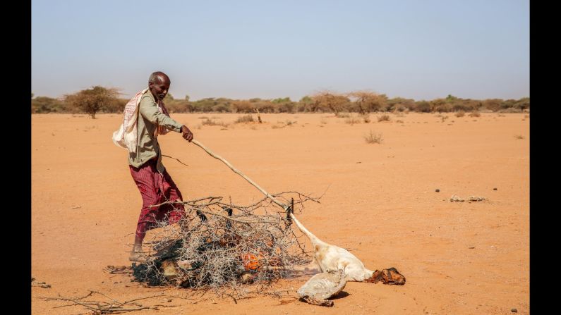 Every morning in Somalia, Saîd burns his dead goats. He has walked more than 60 miles but still can't finding enough water and food for his livestock.