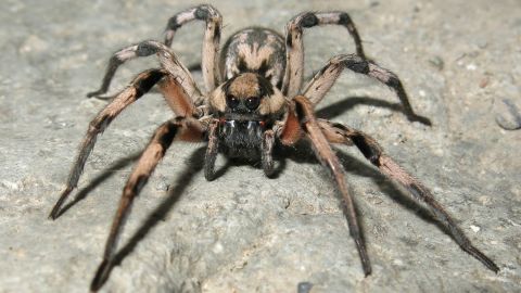 The spider, Lycosa aragogi, named for Aragog from the Harry Potter books and movies. 
