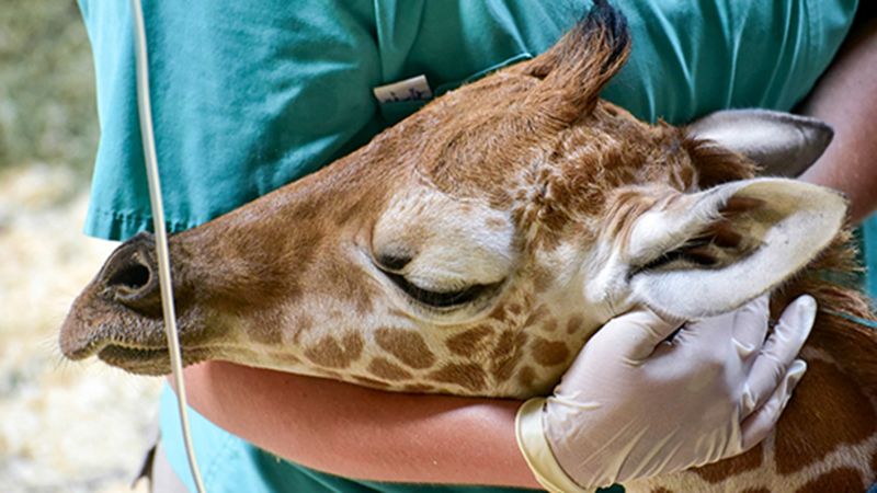 Maryland Zoo Mourns Beloved Giraffe Calf, Julius | CNN