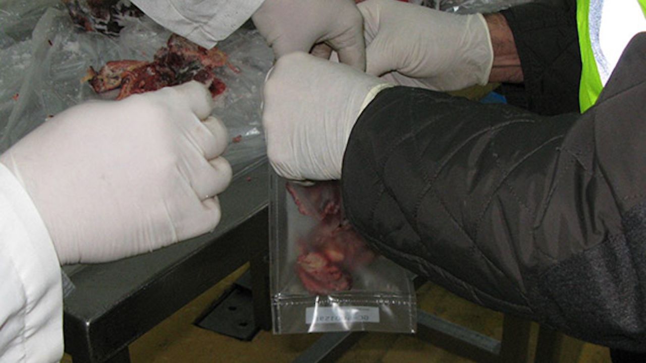 Samples of horsemeat are collected by investigators in a Guardia Civil/Europol joint investigation into horsemeat smuggling throughout Europe.