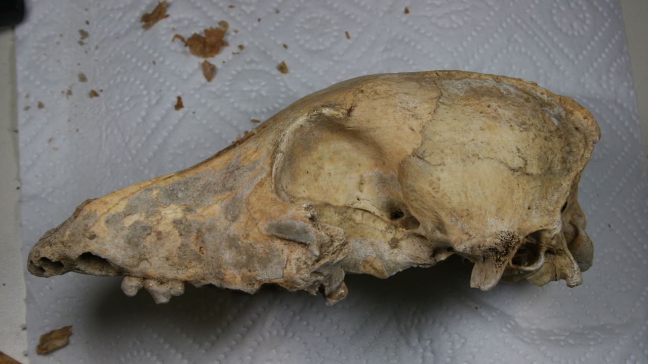A 5,000-year-old <a href="http://www.cnn.com/2017/07/19/world/ancient-dog-evolution-study/index.html">dog skull</a> found in Germany underwent whole genome sequencing. It was found to be very similar to the genome of modern dogs, suggesting that all modern dogs are direct ancestors of the domesticated dogs that lived in the world's earliest farming communities in Europe. 