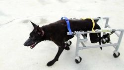 gbs wheelchairs for animals_00014522.jpg