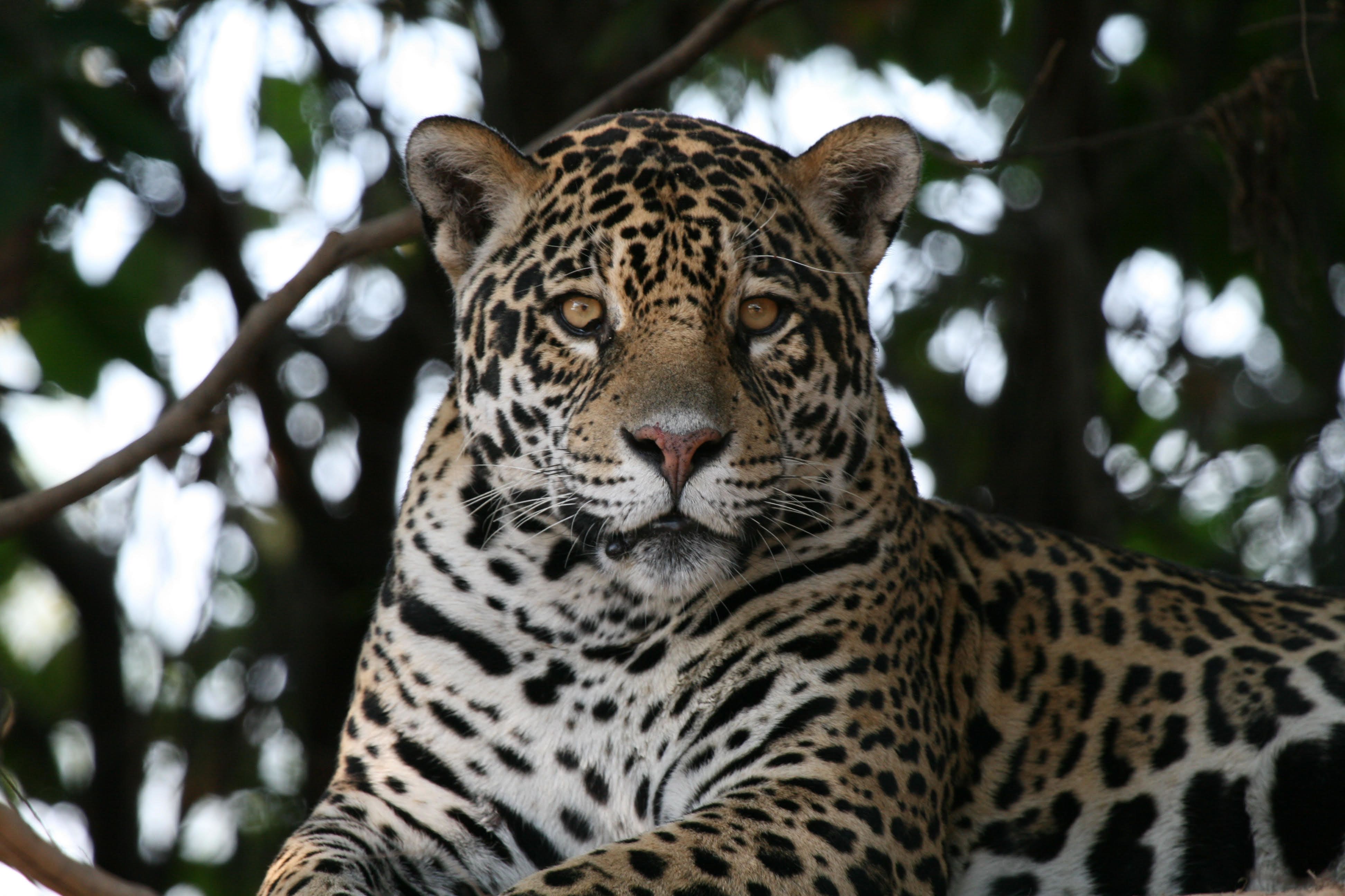 Le jaguar du Pantanal menacé