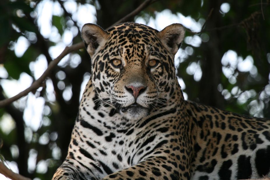 Considered the best place on the planet to see jaguars in the wild, the Pantanal may harbor as many as a thousand of the big cats. A surplus of prey and abundant waterways make the wetlands an ideal habitat for the water-loving felines. 