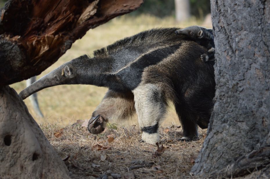 Giant anteaters scour grasslands for ants, termites, beetles, bees and other insects. And they really are giant, larger than a German shepherd and meaner than a mad dog when cornered. With four-inch claws, anteaters are said to be the only animal that can fend off a jaguar attack.  