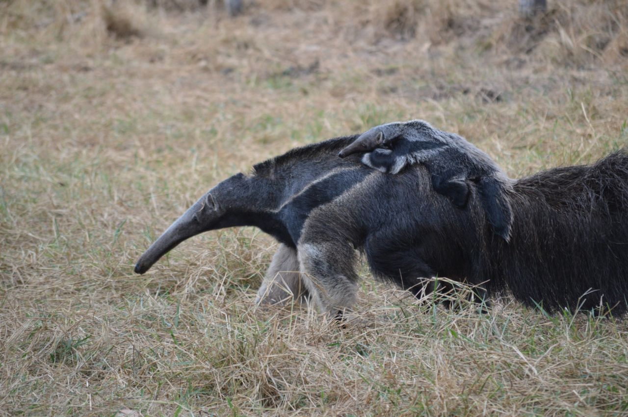 Giant anteaters roam the region.