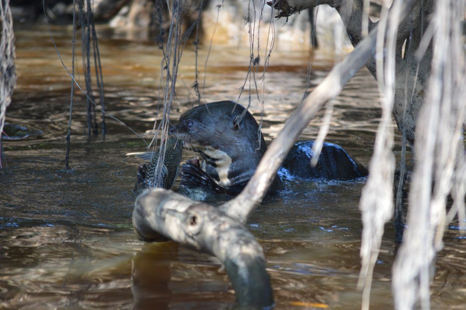 Fierce predators and excellent swimmers, giant otters roam the Pantanal in extended family groups of as many as two dozen animals. Although they will eat small snakes and baby caiman, their favorite food is fish, including piranha.  