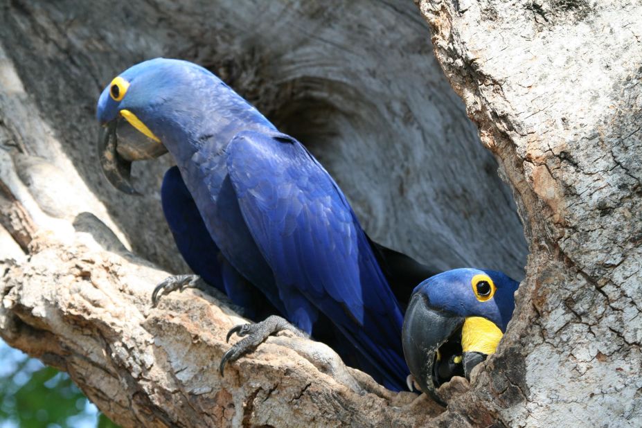 Almost driven to extinction in the 1990s by tropical bird traffickers, hyacinth macaws were saved by the efforts of Campo Grande biology student Neiva Guedes, who started a conservation program. Guedes installed artificial nests, hand-fed macaw chicks and lobbied for stricter poaching enforcement.