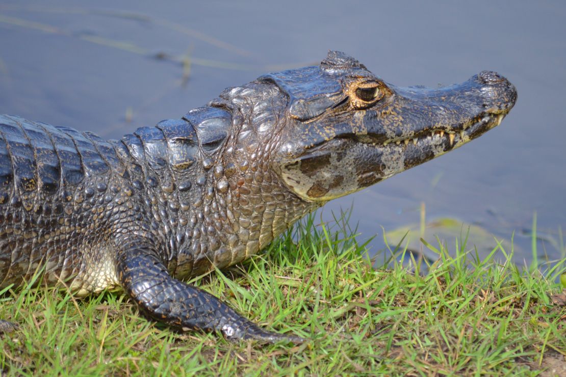 A cousin of the crocodile, caiman are bountiful in the Pantanal.