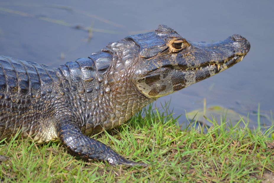 More than 4,000 different species live in the Pantanal, including migratory birds, varied aquatic life, jaguar and caiman, pictured.