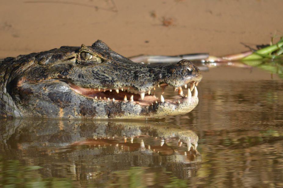 With an estimated 10 million of the reptiles spread across the Pantanal, the caiman is the wetlands' most ubiquitous animal. A smaller cousin of the crocodile or alligator, they are generally not a threat to humans and are a main food source for the region's big cats.   