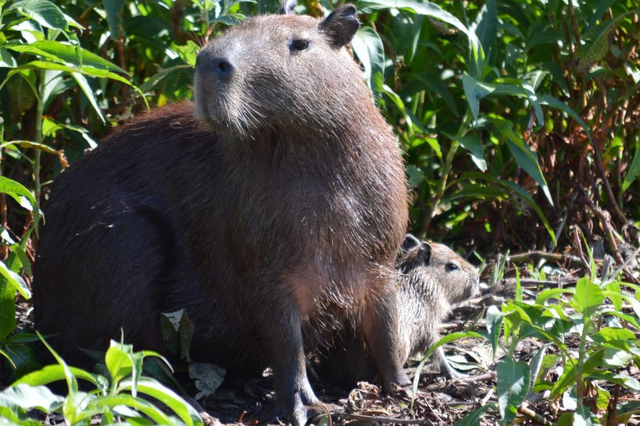 The world's largest rodent, capybara can weigh 175 pounds (80 kilograms) or more. They are highly adapted for the Pantanal environment, with webbed feet that make them excellent swimmers who can linger underwater for several minutes if threatened. 