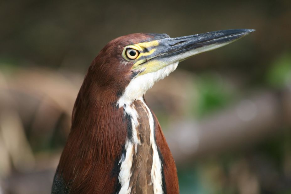 With more than 650 species of resident or migratory birds, the Pantanal is one of the best places in South America for close encounters of the avian kind. In addition to macaws, the list of feathered friends includes Jabiru storks, toucans, pygmy owls, caracara falcons, roseate spoonbills and rufescent tiger-herons (pictured).