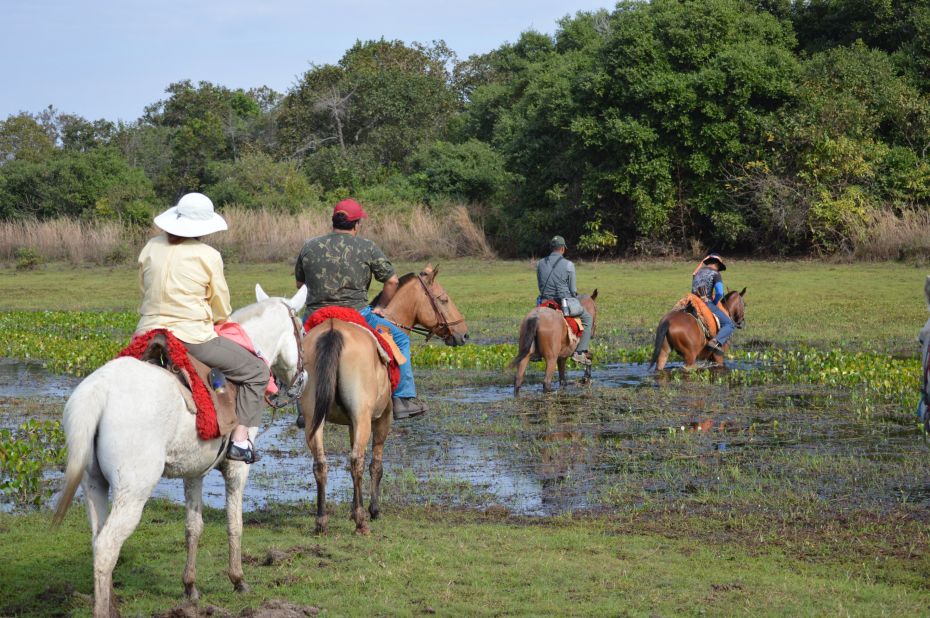 The best way to explore the southern Pantanal is on horseback, with guided trail rides across the wetlands offered by many of the local fazenda (ranches). Conditioned by three centuries of equestrian activity in the wetlands, the indigenous wildlife is unfazed by horses and riders.