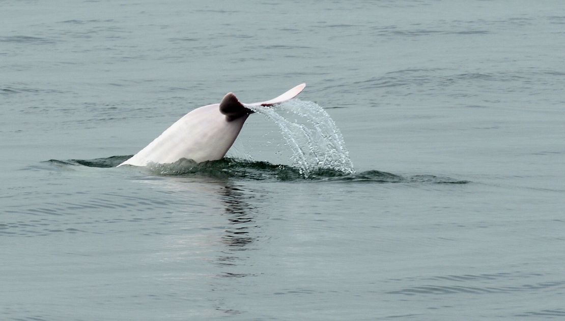 Pink dolphins have lived in Hong Kong's waters for centuries.