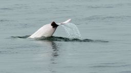 This photo taken on March 17, 2012 shows a Chinese white dolphin swimming in waters off the coast of Hong Kong. Conservationists warned on May 6, 2013 that Hong Kong may lose its rare Chinese white dolphins, also known as pink dolphins for their unique colour, unless it takes urgent action against pollution and other threats. Their numbers in Hong Kong waters have fallen from an estimated 158 in 2003 to just 78 in 2011, with a further decline expected when figures for 2012 are released next month, said the Hong Kong Dolphin Conservation Society.      AFP PHOTO / LAURENT FIEVET        (Photo credit should read LAURENT FIEVET/AFP/Getty Images)