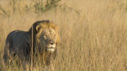 Xanda was killed by big trophy hunters in western Zimbabwe in early July. 
