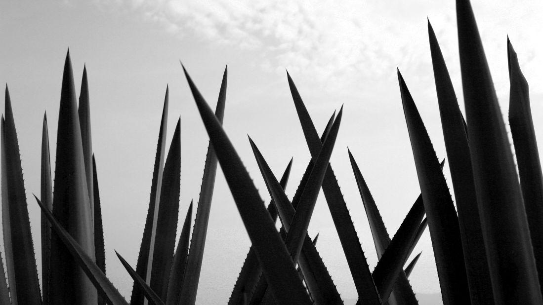 <strong>The raw ingredients:</strong> After a minimum of eight years, the agave plants are inspected and harvested by hand. 