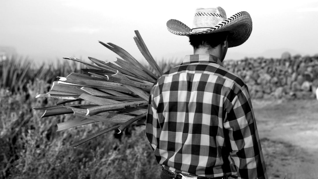 <strong>National Tequila Day:</strong> The agave fields that provide tequila maker Casa Dragones with its harvest are located on an estate at 1,200 meters above sea level in the Trans-Mexican Volcanic belt in Tequila, Jalisco, Mexico.