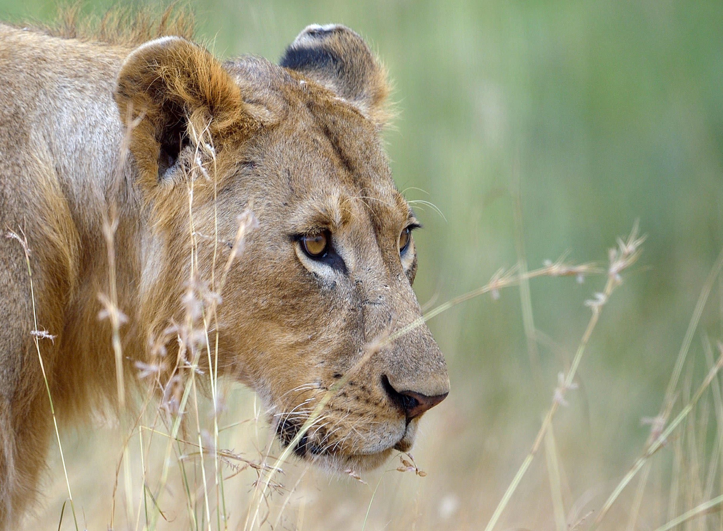 Ending trophy hunting could actually be worse for endangered species | CNN