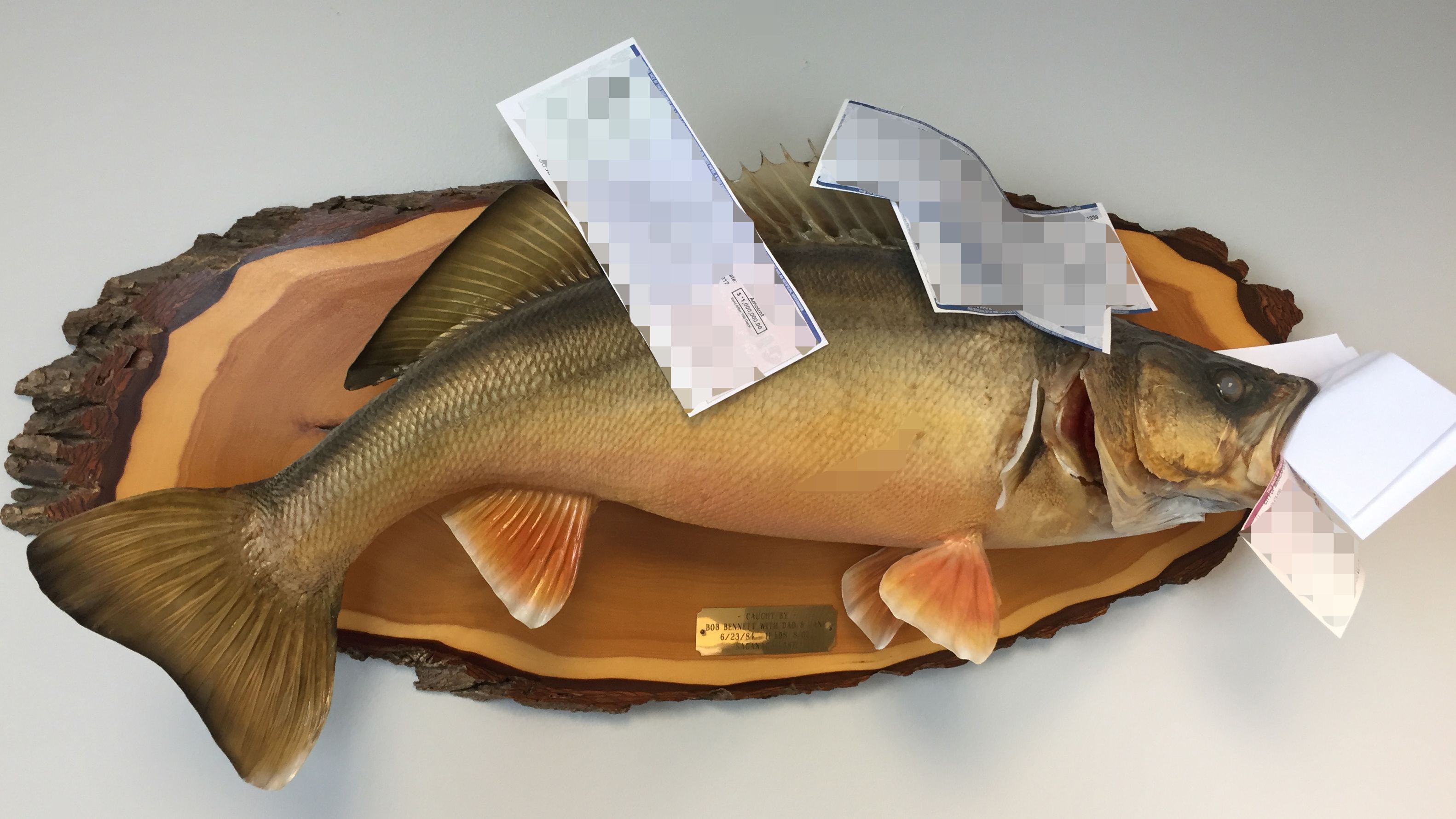 A mounted fish on the wall of attorney Robert Bennett's office holds cashed checks from Bennett's legal victories.