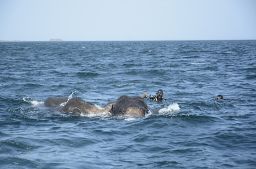 Two elephants were rescued after being stranded at sea, just off the coast of Sri Lanka.