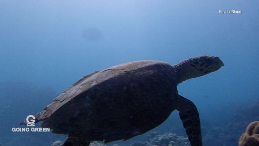 going green seychelles turtles_00004315.jpg