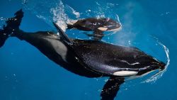 Last baby killer whale born at SeaWorld dies