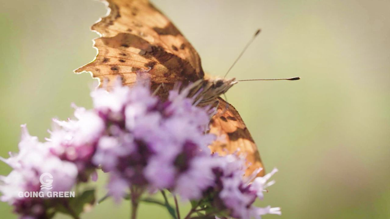 going green butterflies dan danahar_00000410.jpg