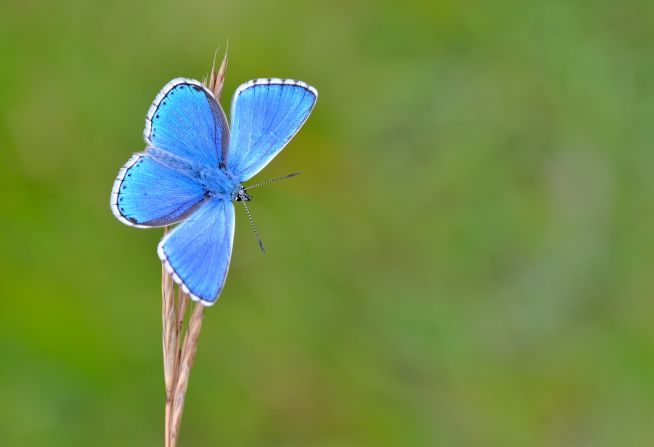 According to Butterfly Conservation, restoring butterfly populations in gardens, urban green spaces and the countryside can bring substantial benefits to several other species and improve the health, wealth and well-being of the human population.