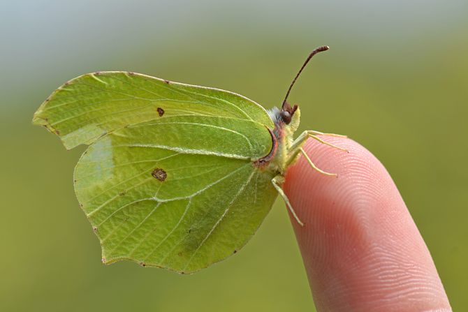 There are 59 butterfly species in the UK. Some say the term 'butterfly' itself may originate from this very species, the Brimstone, which used to be called "butter-colored fly" by British naturalists.