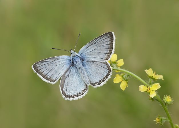 Ten-year trends in the UK show that 52 percent of species decreased in abundance and 47 percent decreased in occurrence, according to Butterfly Conservation.