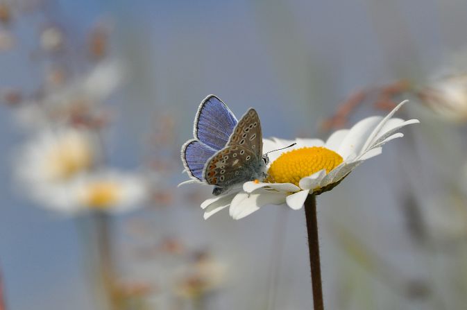 Butterflies act as an indicator for the wellbeing of a wider ecosystem and several other species of insects that are not as thoroughly examined, since butterflies are the most-studied insects in the UK.