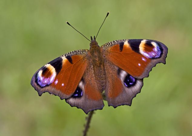 The loss is particularly evident in urban areas, where butterflies are disappearing more rapidly: a 69 percent fall compared to 45 percent in the countryside over the last 20 years.