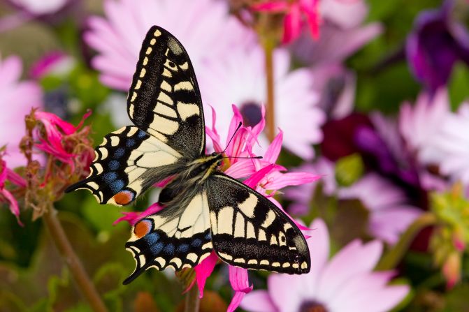 "If we get things right for butterflies, we get things right for the rest of the wildlife, too," says conservationist Dan Danahar.