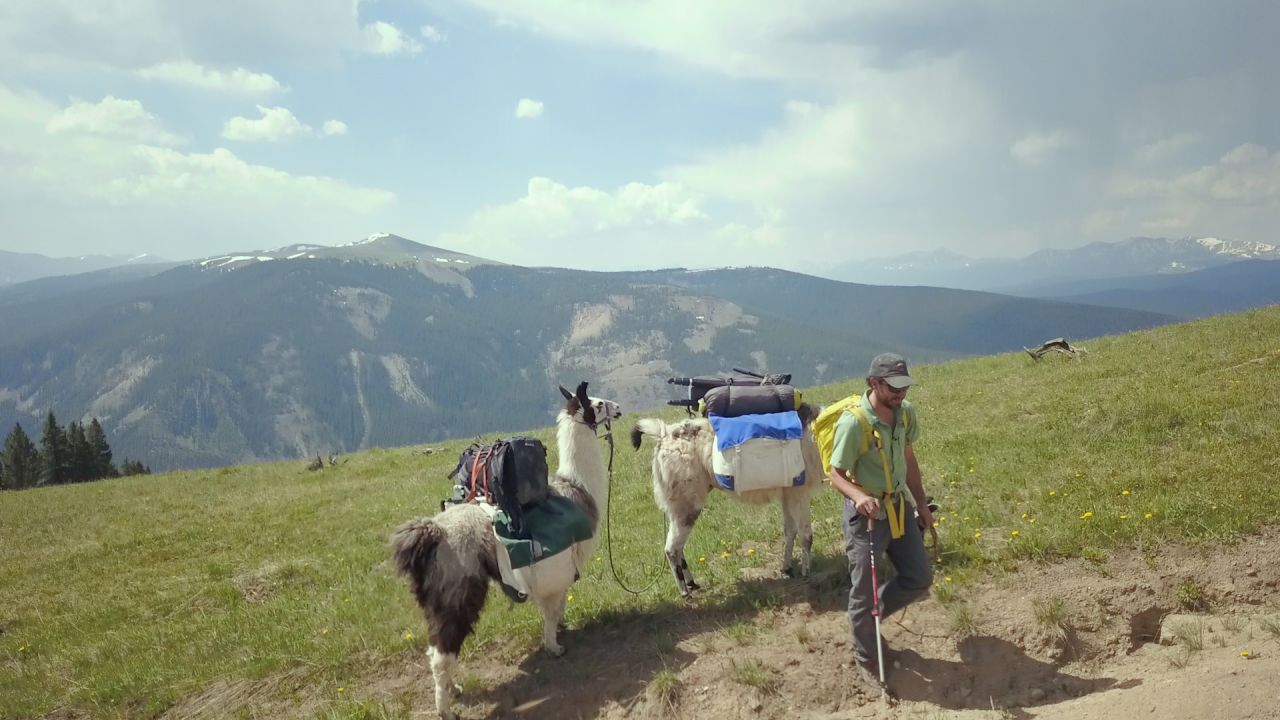 Llamas are a natural fit for adventure operators in Colorado.