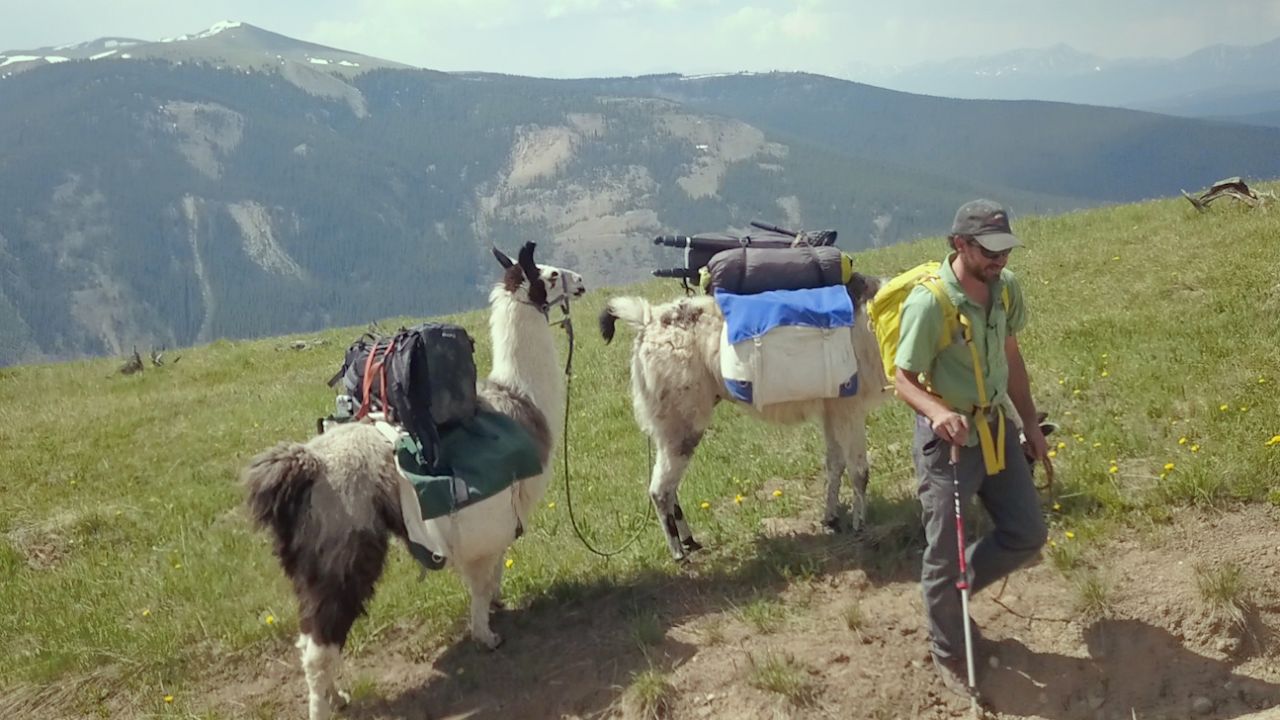 Llamas are a natural fit for adventure operators in Colorado. 