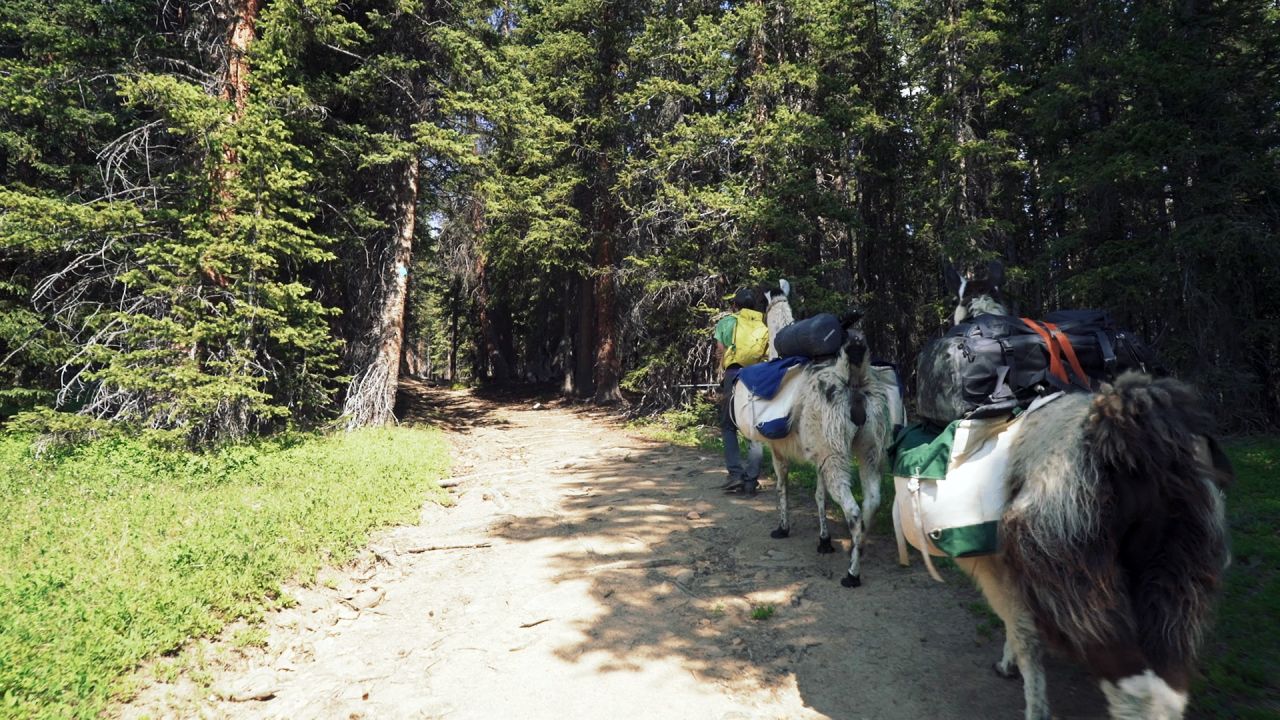 Llamas make it easier for humans to go deeper into the forest.