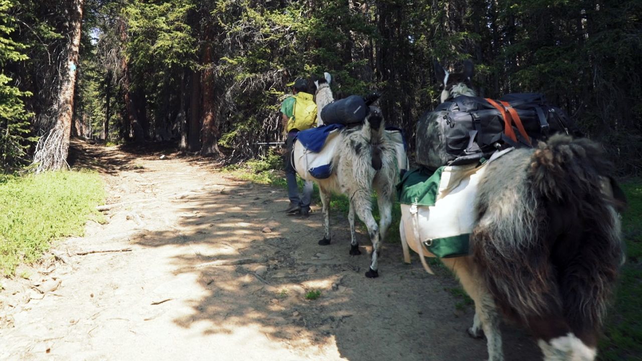 Llamas make it easier for humans to go deeper into the forest. 