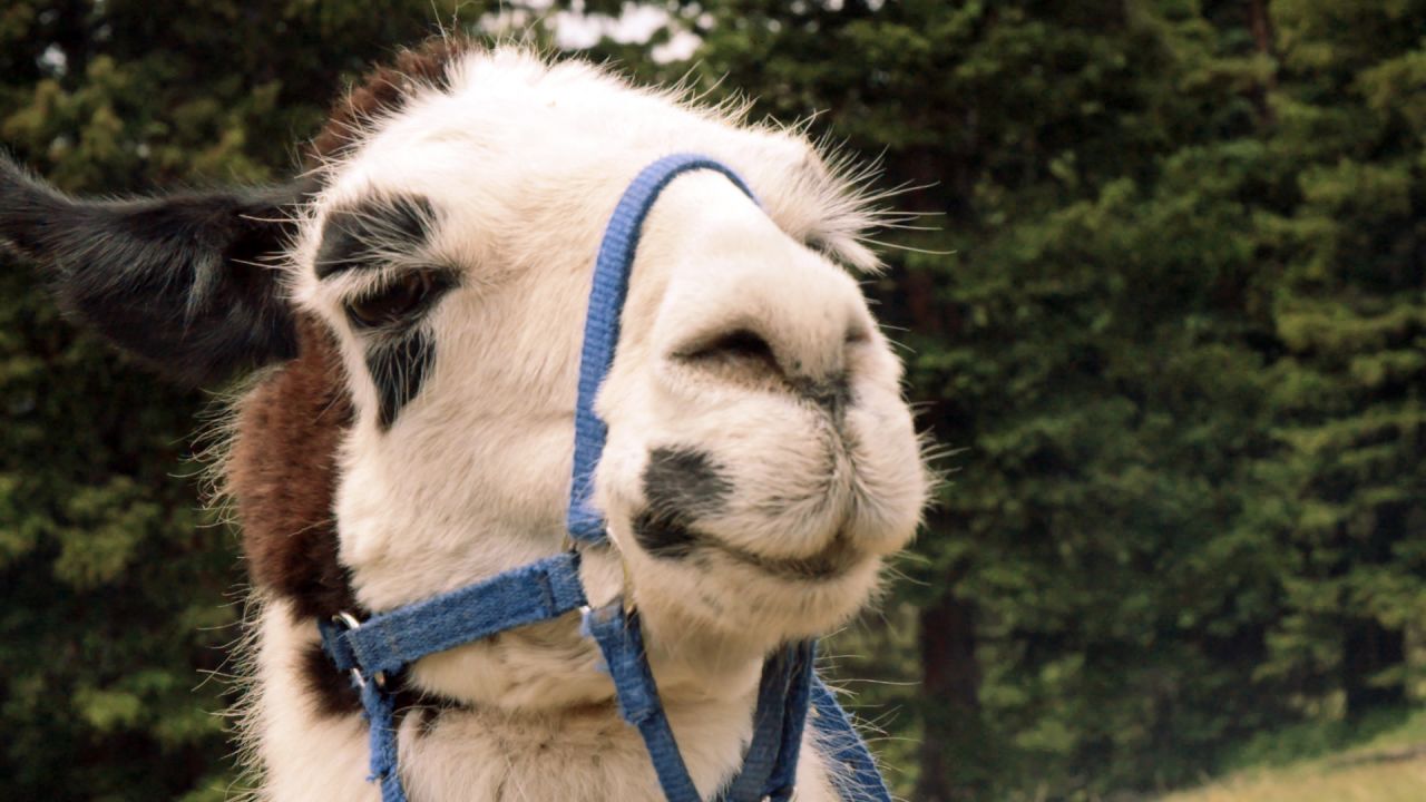 Hikers get attached to these friendly creatures.