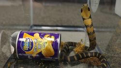 A Southern California man was taken into custody for illegally smuggling three king cobras hidden in potato chip canisters, according to a press release from the Los Angeles District Attorneyís Office. Rodrigo Franco, 34, was charged with one count of illegally importing merchandise into the United States