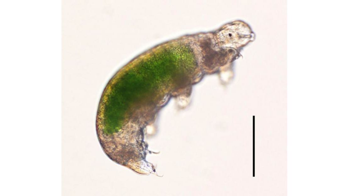 One of the Antarctic tardigrades revived by Japanese scientists in 2016, showing green algae in its stomach. 
