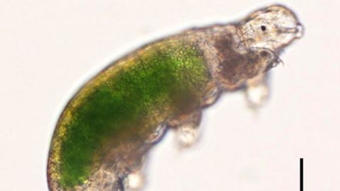 One of the Antarctic tardigrades revived by Japanese scientists in 2016, showing green algae in its stomach. 