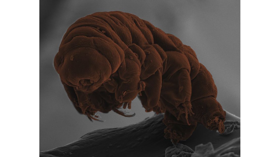 The tardigrade species Ramazzottius varieornatus.