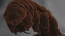 Scanning electron microscope image of the tardigrade species Ramazzottius varieornatus.
CREDIT: Kazuharu Arakawa and Hiroki Higashiyama, Keio University