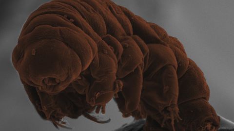 Tardigrades: Microscopic 'water bear' can survive almost anything | CNN